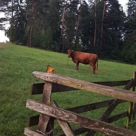 Pod Lasem Rokiciny Podhalanskie